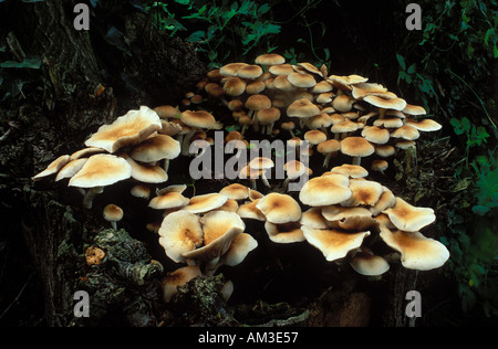 Pioppi Campopiano funghi, Agrocybe cylindracea, Agrocybe aegerita, o Cyclocybe aegerita. Gruppo di corpi fruttificanti che crescono su ceppo di albero Foto Stock