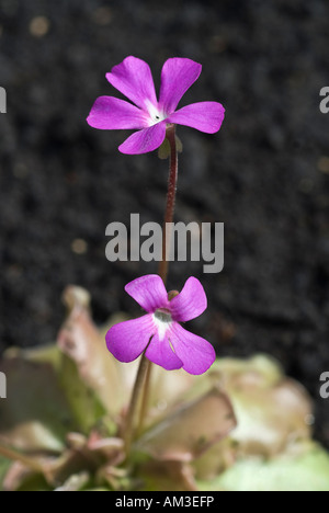 Comune (butterwort Pinguicula vulgaris), una pianta carnivora Foto Stock