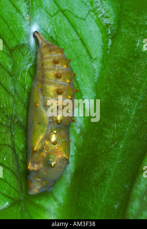 Red Admiral Butterfly, Vanessa Atalanta. Pupa sulla lamina Foto Stock