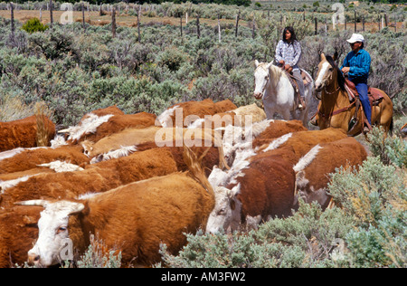 Navajo cowboy immobilizzare i bovini su bovini trasmissione AZ Foto Stock