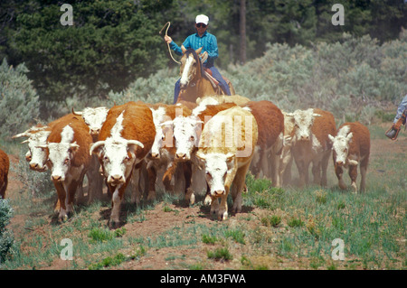 Navajo cowboy immobilizzare i bovini su bovini trasmissione AZ Foto Stock