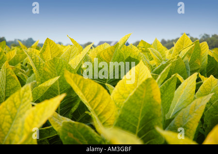 Burley piante di tabacco la maturazione nei campi e quasi pronti per il raccolto nella zona di Bluegrass del Kentucky negli Stati Uniti Foto Stock