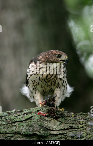 I capretti Coopers Hawk alimentazione su uccelli catturati Foto Stock