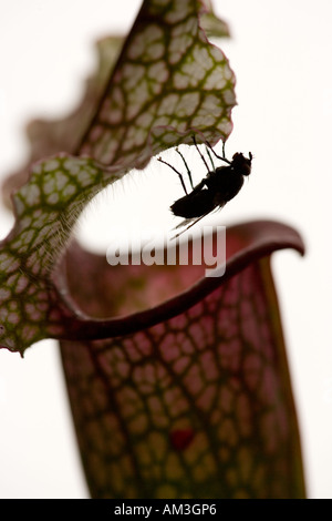 Pianta brocca Sarracenia purpurea Foto Stock