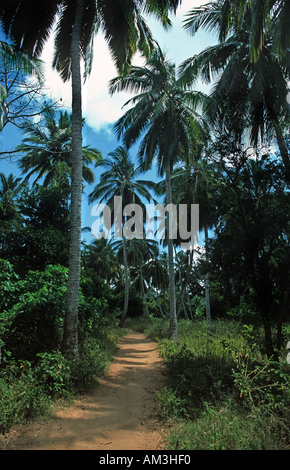 Percorso attraverso gli alberi di palme Chole island Chole risiede nell'Oceano indiano accanto alla mafia island Tanzania Africa orientale Foto Stock
