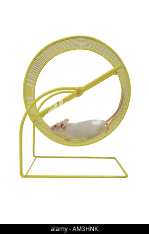 Mouse bianco in esecuzione su giallo ruota esercizio isolato su bianco Foto Stock