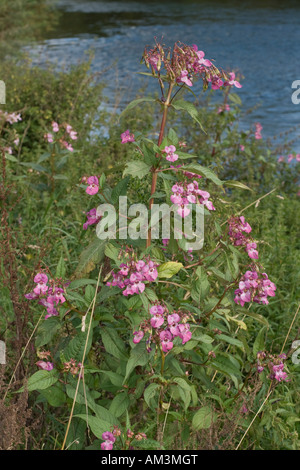 Balsamo himalayana piante invadenti rive del fiume Wye Regno Unito Foto Stock