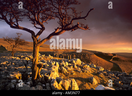 Vista su una pavimentazione di pietra calcarea con alberi robusti nei pressi del villaggio di Wharfedale di Conistone nel Yorkshire Dales. Foto Stock