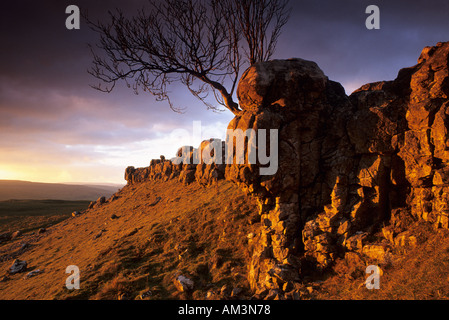 Un lone tree aggrappato al bordo di una pavimentazione di pietra calcarea nei pressi del villaggio di Wharfedale di Conistone nel Yorkshire Dales. Foto Stock