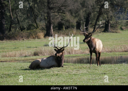 Due Bull Elk nel campo con scaffalature di grandi dimensioni Foto Stock