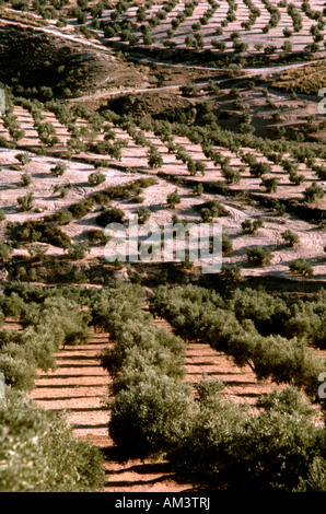 Filari di ulivi illuminati dalla mattina presto alla luce del sole vicino a Jodar in Jaen Provincia sud della Spagna Foto Stock