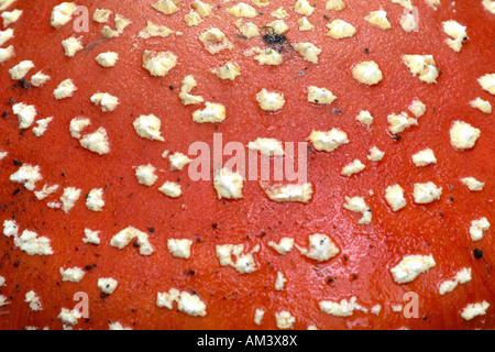 Close-up del cappuccio di un fly Agaric amanita muscaria Foto Stock
