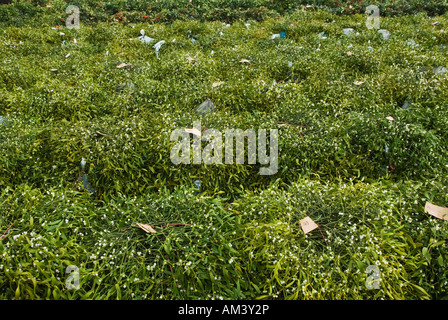 Vischio e agrifoglio Asta di Natale Tenbury Wells WORCESTERSHIRE REGNO UNITO Foto Stock