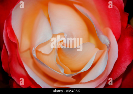 Primo piano di una rosa di nome Boule-De Eige. Foto Stock