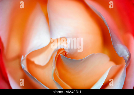 Primo piano di una rosa di nome Boule-De Eige. Foto Stock