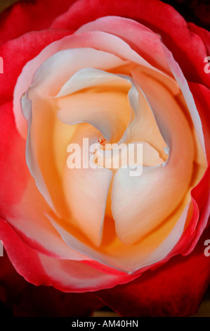 Primo piano di una rosa di nome Boule-De Eige. Foto Stock