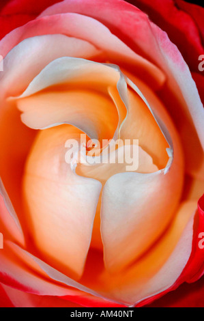 Primo piano di una rosa di nome Boule-De Eige. Foto Stock