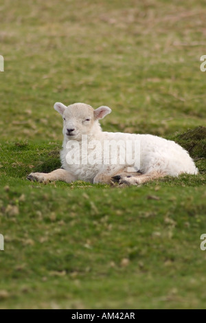 Agnello in appoggio sul moor. Foto Stock