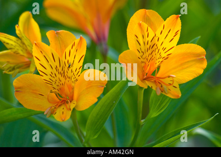 Alstroemeria in fiore, noto anche come giglio peruviano o giglio dell'Incaspetal Foto Stock