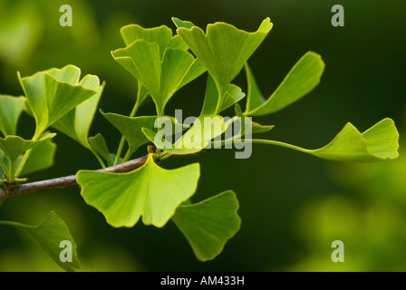 Le foglie di Ginkgo biloba tree, spesso usato in medicina di erbe e rimedi e descritto come un fossile vivente. Foto Stock