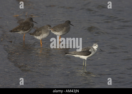 Common Greenshank Tringa nebularia in piedi in acqua poco profonda con comuni Redshank Tringa totanus Foto Stock