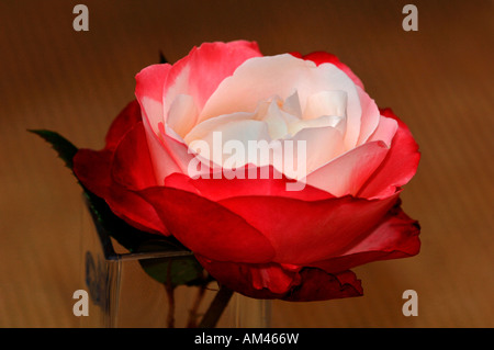 Primo piano di una rosa di nome Boule-De Eige,collocato in un piccolo vaso in vetro. Foto Stock