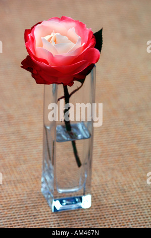 Primo piano di una rosa di nome Boule-De Eige,collocato in un piccolo vaso in vetro. Foto Stock