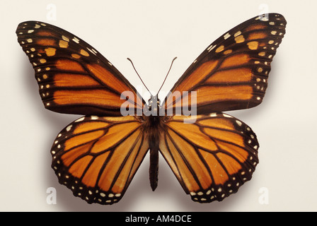 Farfalla monarca. Nome latino Danaus plexippus Foto Stock