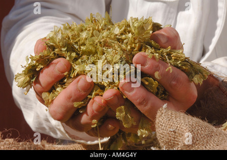 Il luppolo fuoriuscire dalle mani di un produttore come gli ingredienti sono utilizzati nella birra processi decisionali. Foto da Jim Holden. Foto Stock