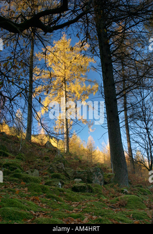 Giapponese Larice Larix kaempferi in colori autunnali. Inghilterra, Regno Unito Foto Stock