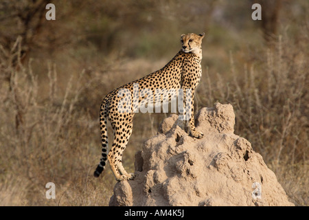 Cheetah Jumping al termite Mound Foto Stock