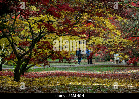 Il Westonbirt Arboretum in autunno, Gloucestershire, England, Regno Unito Foto Stock