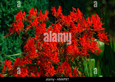 Viva e vibrante di colore rosso crocosmia lucifer fiori. Foto Stock