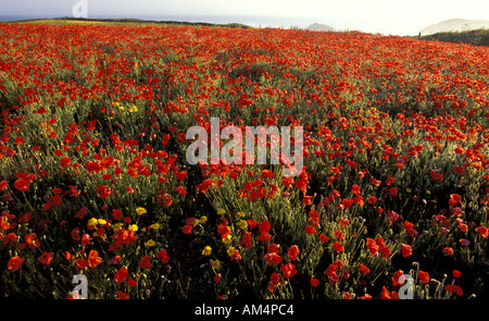 Papaveri comune e il mais Le calendule in agriturismo a West Pentire Cornwall Inghilterra Foto Stock