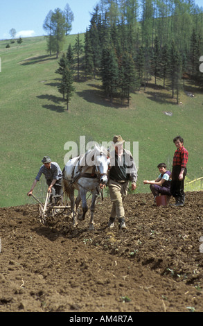 La semina delle patate vicino Gyimes Szekelyland Transilvania Romania Foto Stock