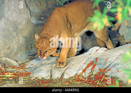 Jaguarundi Herpailurus yagouaroundi Arizona Sonora Desert Museum Tucson in Arizona Stati Uniti ottobre adulto Foto Stock