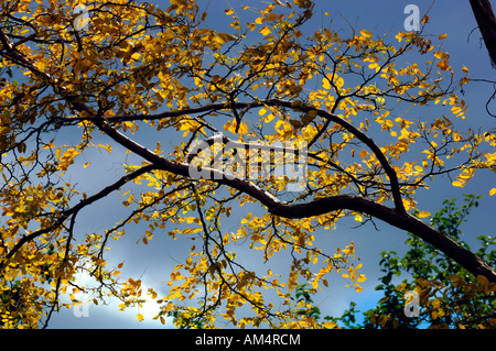 Foglie di autunno su un albero della Frisia. Foto Stock