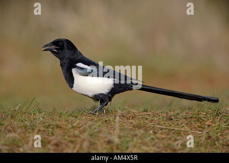 Gazza Pica pica guardando alert Potton Bedfordshire Foto Stock