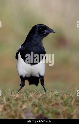 Gazza Pica pica guardando alert Potton Bedfordshire Foto Stock