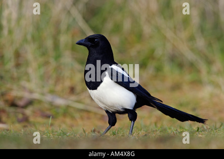 Gazza Pica pica guardando alert Potton Bedfordshire Foto Stock