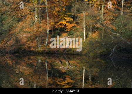 Un bosco autunnale scena riflettendo in una tranquilla e ancora il Lago prese a pozzetti Wagoners Grayshott in Inghilterra Foto Stock