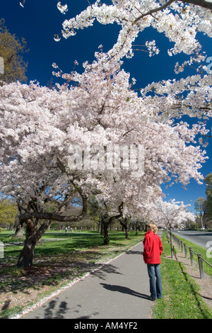 Una giovane donna si ammira la fioritura di una massa di fiori di ciliegio Foto Stock