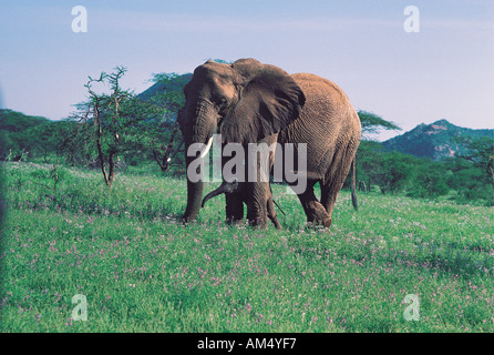Elefante femmina il ricovero di neonato fra le sue gambe Samburu Riserva nazionale del Kenya Africa orientale Foto Stock