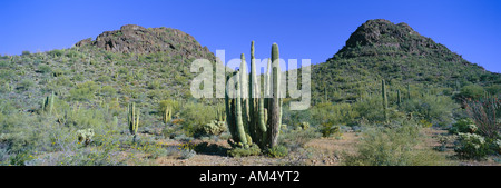 Vista panoramica di primavera nel picco Picachio stato parco nord di Tucson in Arizona Foto Stock