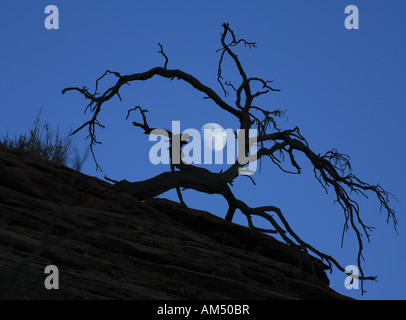 Luna dietro albero morto al crepuscolo Foto Stock