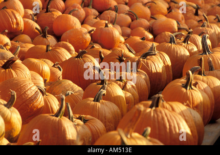 Zucche in vendita in corrispondenza di un bordo strada farm stand Foto Stock