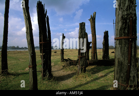 Millingerwaard rimane di molto vecchi alberi di quercia risalenti a epoca romana Foto Stock