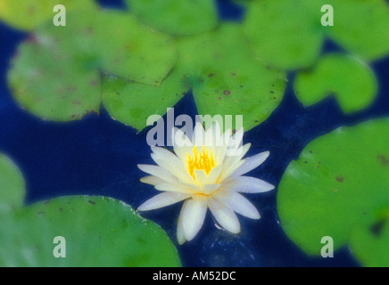 Una sola acqua Lilly blossom Foto Stock
