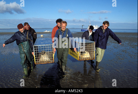 Texel Ecomare il rilascio di guarnizioni comune sulle barene della borra Foto Stock