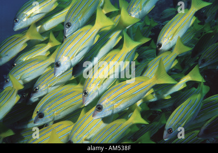 Close up di un compact secca di bluestriped lutiani Foto Stock